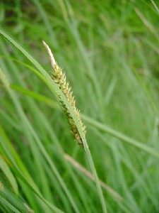 carex species